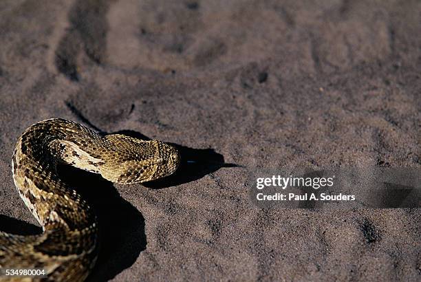 puff adder on sand - bitis arietans stock pictures, royalty-free photos & images