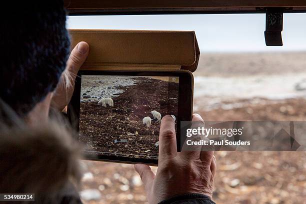 polar bear tour, churchill, manitoba, canada - tundra buggy stock pictures, royalty-free photos & images