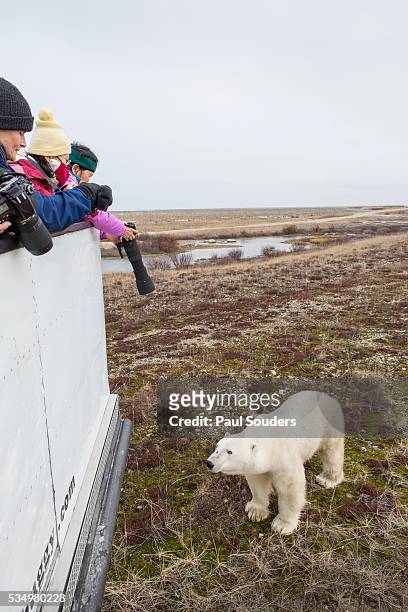 polar bear tour, churchill, manitoba, canada - tundra buggy foto e immagini stock