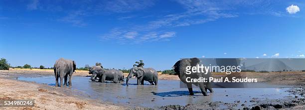 elephants at water hole - chobe national park stock pictures, royalty-free photos & images