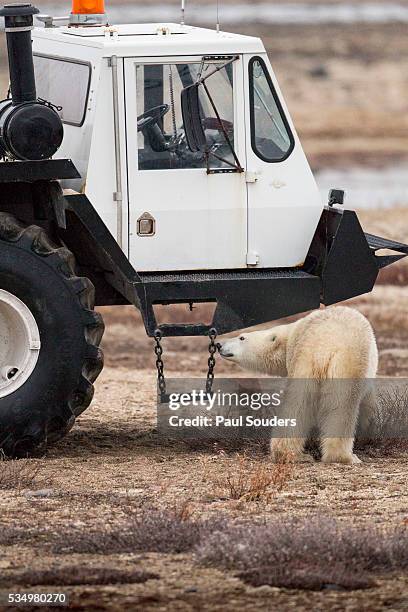 polar bear at tundra buggy lodge, churchill, manitoba, canada - tundra buggy stock pictures, royalty-free photos & images