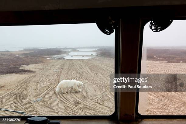 polar bear tour, churchill, manitoba, canada - tundra buggy stock pictures, royalty-free photos & images