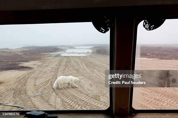 polar bear tour, churchill, manitoba, canada - tundra buggy bildbanksfoton och bilder