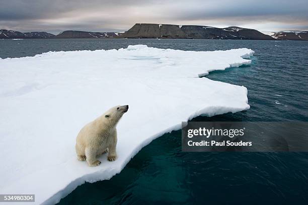 polar bear on melting iceberg in the svalbard islands - polar bear bildbanksfoton och bilder