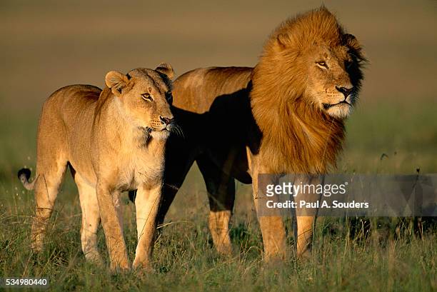 male and female lion - female animal stock pictures, royalty-free photos & images