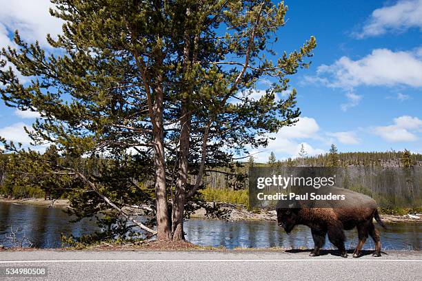 american bison walking along road in yellowstone national park - grandes planícies imagens e fotografias de stock