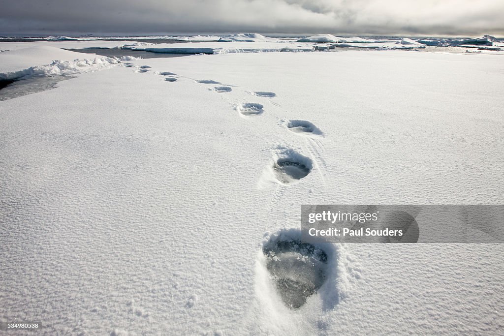 Polar Bear Tracks in Fresh Snow at Spitsbergen Island