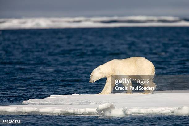 polar bear on melting pack ice at spitsbergen - oso fotografías e imágenes de stock