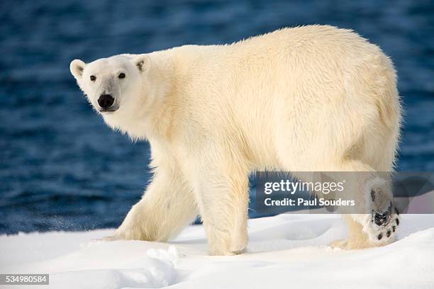 polar bear on snow covered iceberg at spitsbergen - polar bear stockfoto's en -beelden