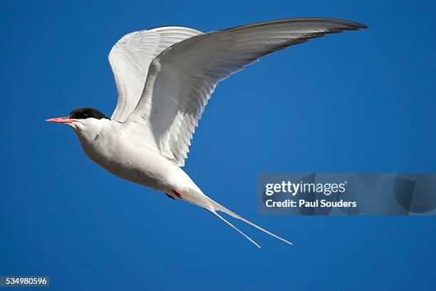 arctic tern in flight - tern stock pictures, royalty-free photos & images