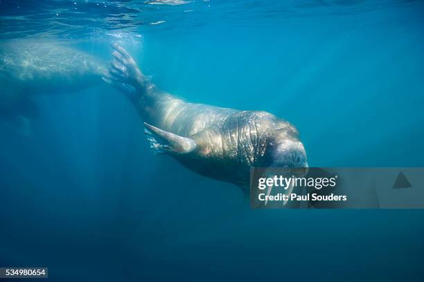 walrus swimming underwater near tiholmane island - pinnipedia stock pictures, royalty-free photos & images