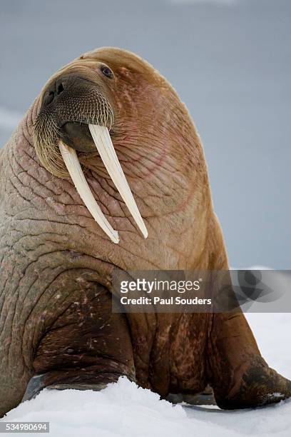 walrus resting on iceberg in bjornbukta bay - arctic walrus stock pictures, royalty-free photos & images