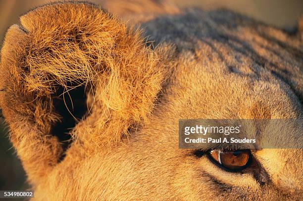 323 Lions Ear Photos and Premium High Res Pictures - Getty Images