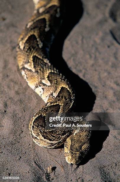 puff adder snake - bitis arietans stock pictures, royalty-free photos & images