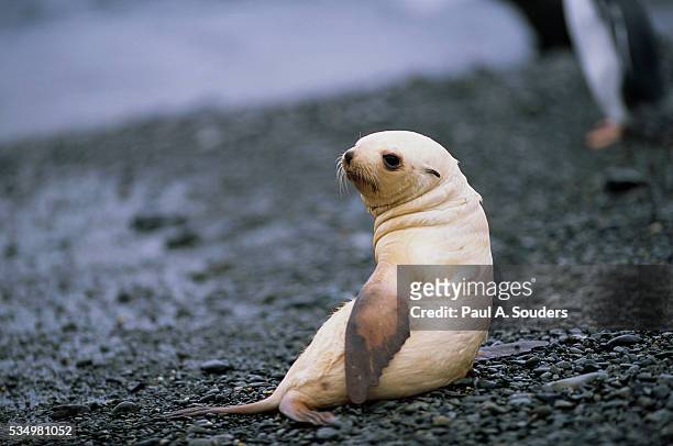 antarctic fur seal pup - antarctic fur seal stock pictures, royalty-free photos & images