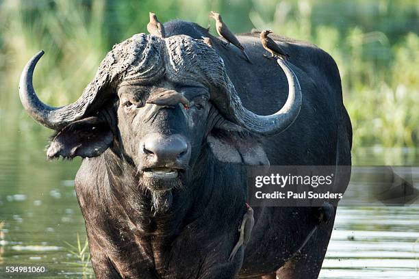 oxpeckers and cape buffalo, kruger national park, south africa - アフリカスイギュウ ストックフォトと画像