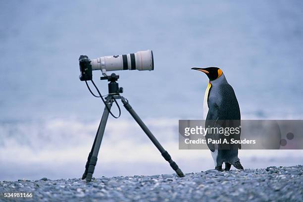 a curious king penguin - tripod stock-fotos und bilder