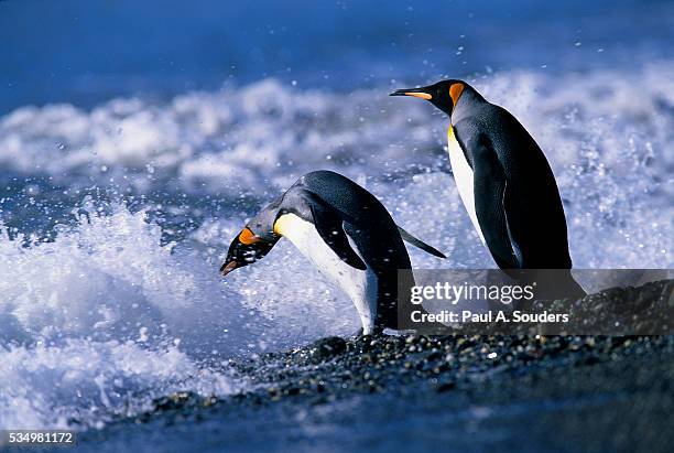 king penguins entering water - baie de saint andrew photos et images de collection