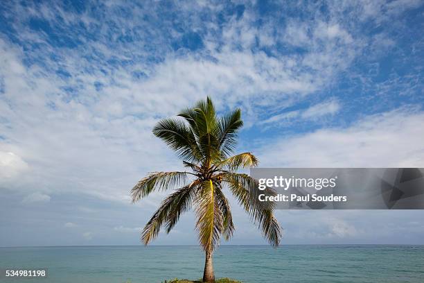 palm tree along caribbean in dominican republic - cabarete dominican republic stock pictures, royalty-free photos & images