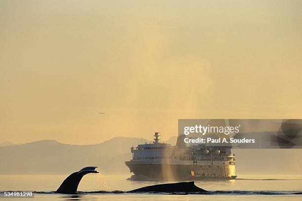 surfacing humpback whales near ferry - 2001 a space odyssey stock-fotos und bilder