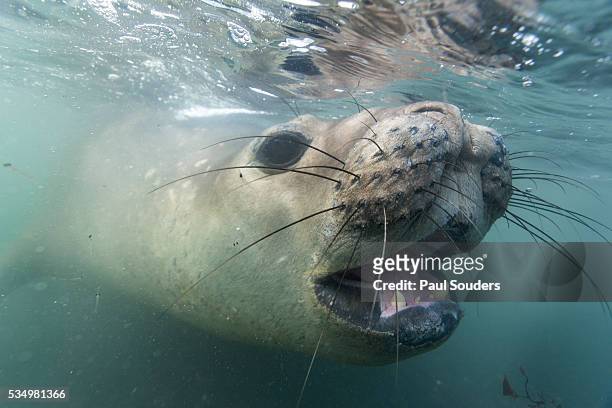 elephant seal on livingstone island, antarctica - elephant island south shetland islands stock-fotos und bilder