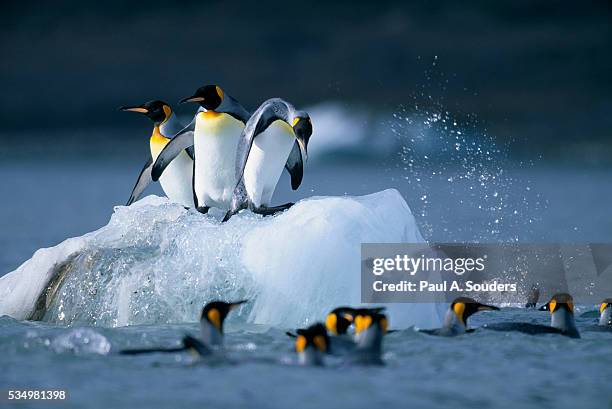 king penguins jumping from small iceberg - baie de saint andrew photos et images de collection