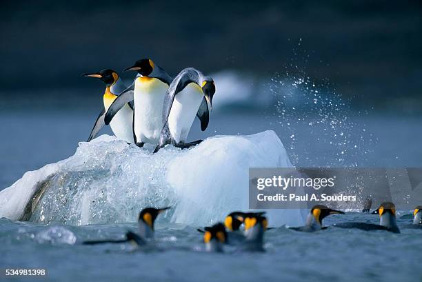 king penguins jumping from small iceberg - penguins jumping water stock pictures, royalty-free photos & images