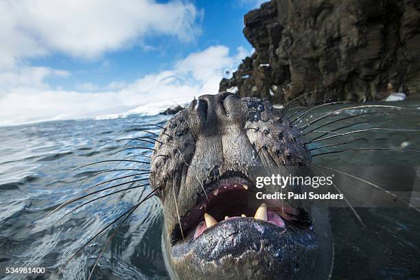 elephant seal on livingstone island, antarctica - elephant island south shetland islands stockfoto's en -beelden