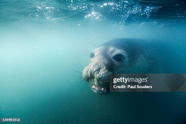 elephant seal on livingstone island, antarctica - elephant seal stockfoto's en -beelden