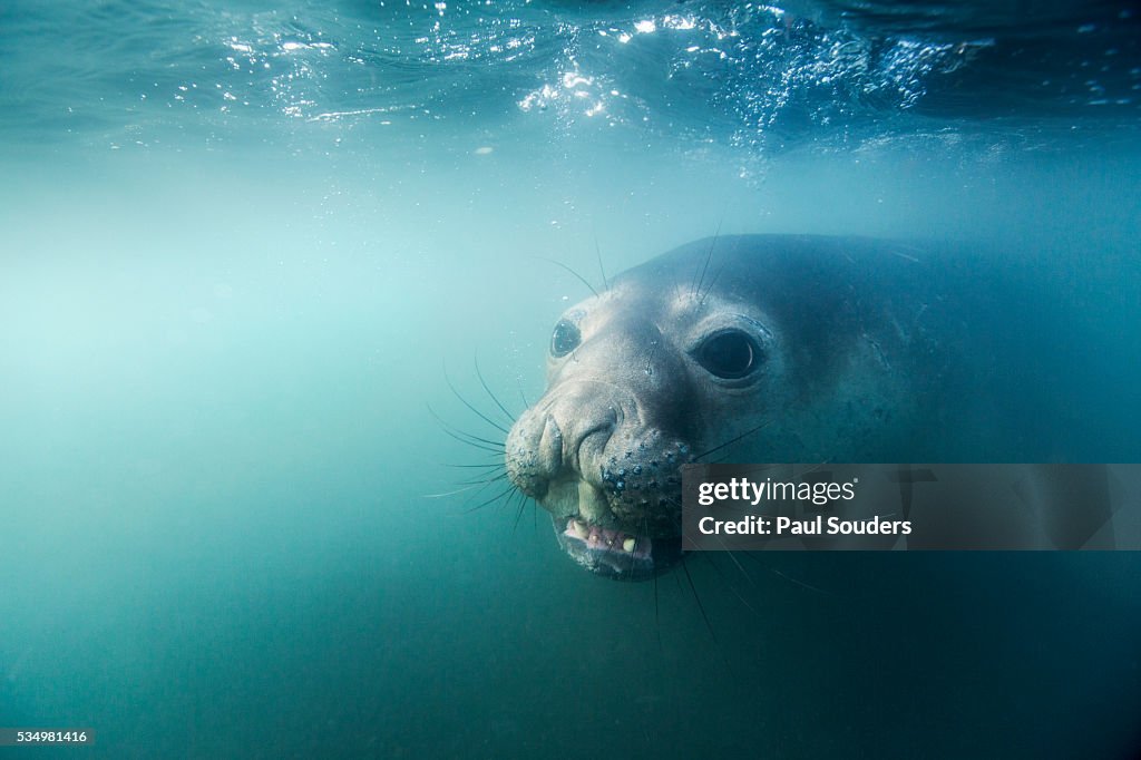 Elephant seal on Livingstone Island, Antarctica