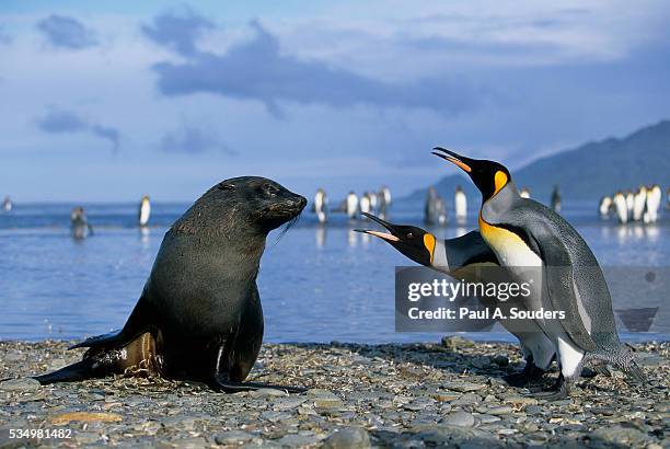 king penguins protecting their territory - baie de saint andrew photos et images de collection