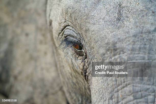 elephant, sabi sabi reserve, south africa - elephant eyes stock pictures, royalty-free photos & images