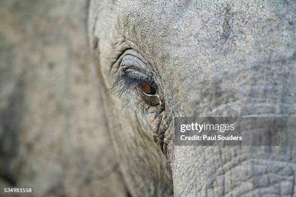 elephant, sabi sabi reserve, south africa - elephant eyes 個照片及圖片檔
