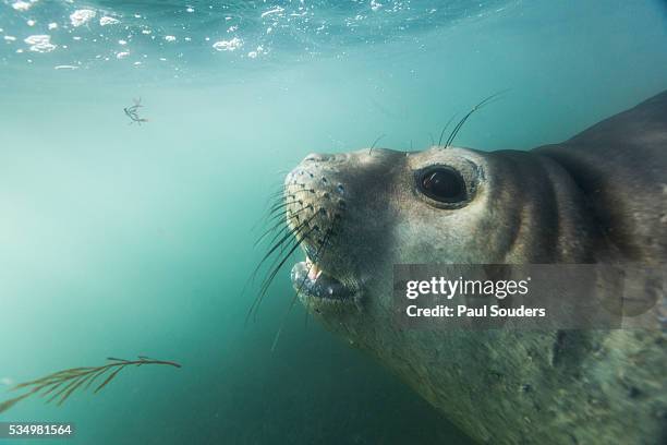 elephant seal in livingstone island, antarctica - elephant island south shetland islands stockfoto's en -beelden