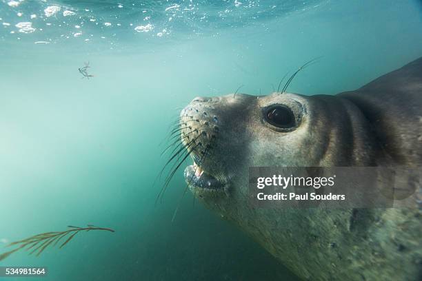 elephant seal in livingstone island, antarctica - elephant island south shetland islands stock pictures, royalty-free photos & images