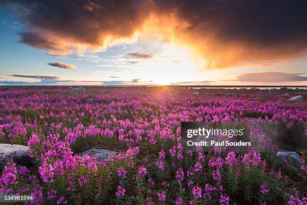 fireweed, hudson bay, canada - wilgenroosje stockfoto's en -beelden