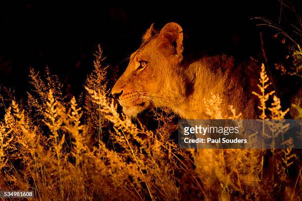 lioness at night, sabi sabi reserve, south africa - dark panthera stockfoto's en -beelden