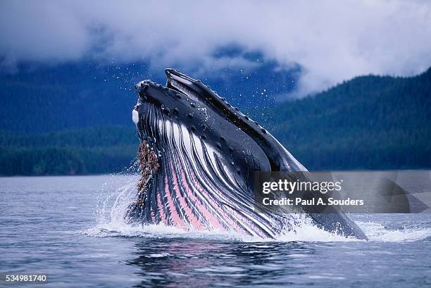 humpback whale feeding in frederick sound in alaska - humpback whale stock pictures, royalty-free photos & images