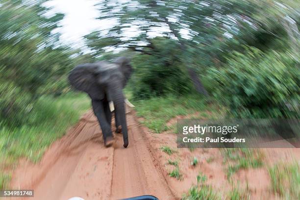 charging african elephant, chobe national park, botswana - animals charging stock pictures, royalty-free photos & images