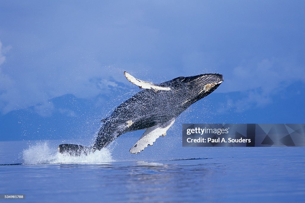 Young Humpback Whale Breaching in Frederick Sound