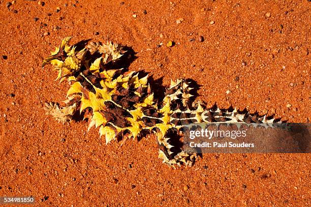 thorny devil, uluru - kata tjuta national park, australia - diabo espinhoso imagens e fotografias de stock