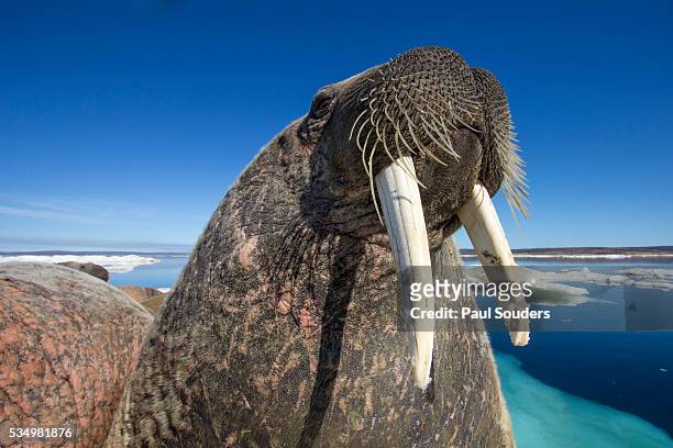 walrus, hudson bay, nunavut, canada - schnurrhaar stock-fotos und bilder