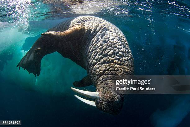 underwater view of walrus, hudson bay, nunavut, canada - arctic walrus stock pictures, royalty-free photos & images