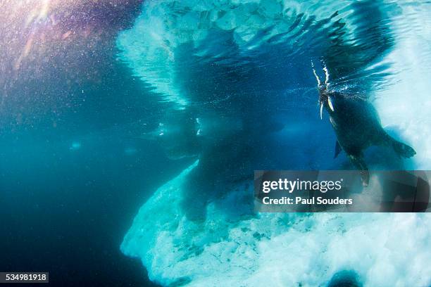 underwater view of walrus, hudson bay, nunavut, canada - ジュゴン ストックフォトと画像