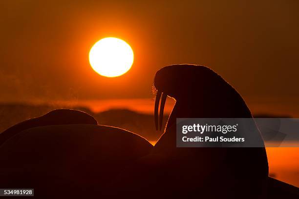 walrus, hudson bay, nunavut, canada - arctic walrus stock pictures, royalty-free photos & images