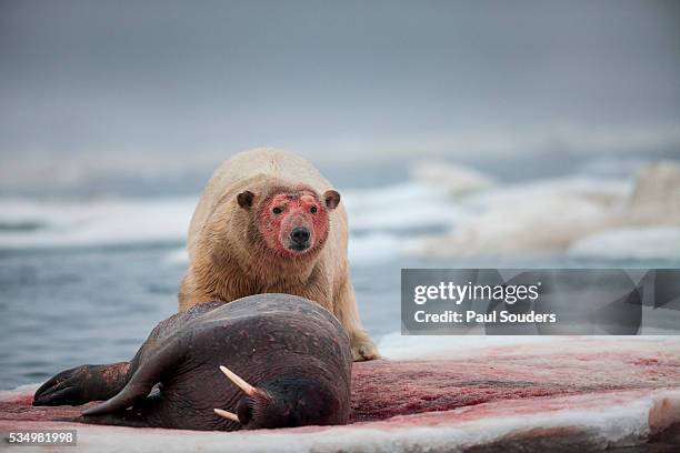 polar bear feeding on walrus, hudson bay, nunavut, canada - hudson bay stock-fotos und bilder