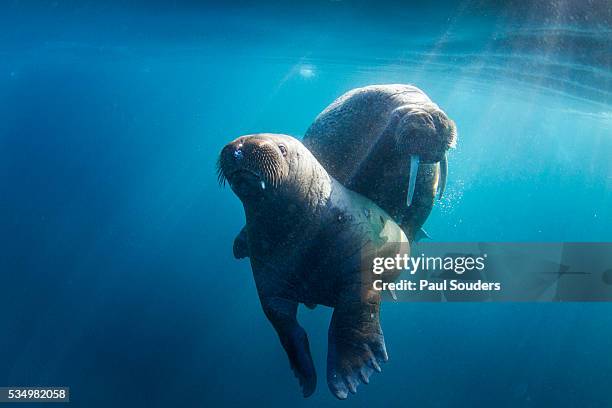 walrus and calf, hudson bay, nunavut, canada - walrus stock pictures, royalty-free photos & images