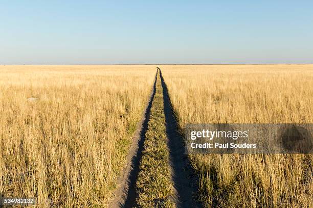 tracks in grass, nxai pan national park, botswana - kalahari desert stock pictures, royalty-free photos & images