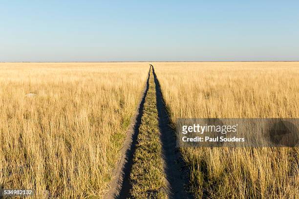 tracks in grass, nxai pan national park, botswana - kalahari desert 個照片及圖片檔