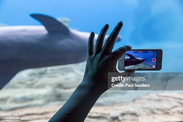 tourist snapshots at s.e.a. aquarium, singapore - underwater world singapore on sentosa stock pictures, royalty-free photos & images